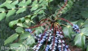 mahonia japońska - Mahonia japonica 
