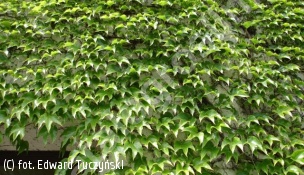winobluszcz trójklapowy 'Minutifolia' - Parthenocissus tricuspidata 'Minutifolia' 