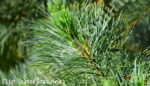 sosna zachodnia 'Ammerland' - Pinus monticola 'Ammerland' 