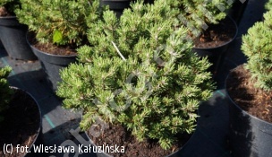 sosna hakowata 'Fischleinboden' - Pinus mugo 'Fischleinboden' 
