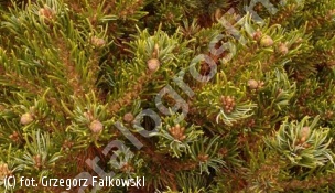 sosna drobnokwiatowa 'Hagaromo Seedling' - Pinus parviflora 'Hagaromo Seedling' 