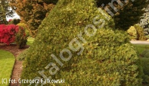 sosna drobnokwiatowa 'Ogon-janome' - Pinus parviflora 'Ogon-janome' 