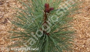 sosna żółta 'Penáz' - Pinus ponderosa 'Penaz' 