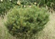 sosna pospolita 'Juto' - Pinus sylvestris 'Juto' 