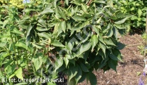 wiśnia piłkowana 'Little Jeremy' - Prunus serrulata 'Little Jeremy' 