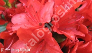 azalia 'Arabesk' - Rhododendron 'Arabesk' 