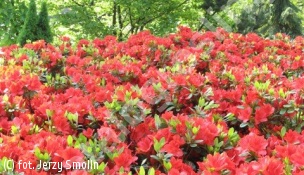 azalia 'Arabesk' - Rhododendron 'Arabesk' 
