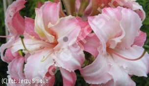 azalia 'Corneille' - Rhododendron 'Corneille' 