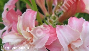 azalia 'Corneille' - Rhododendron 'Corneille' 