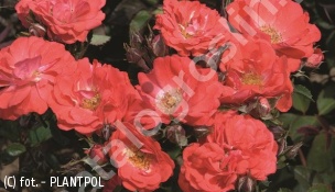 róża CORAL DRIFT 'Meidrifora' - Rosa CORAL DRIFT 'Meidrifora' PBR