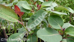 wierzba wspaniała - Salix magnifica 