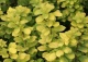 tawuła brzozolistna 'Tor Gold' - Spiraea betulifolia 'Tor Gold' PBR
