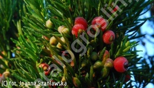 cis pośredni 'Oliwka' - Taxus ×media 'Oliwka' 