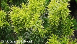 cis pośredni 'Stefania' - Taxus ×media 'Stefania' PBR