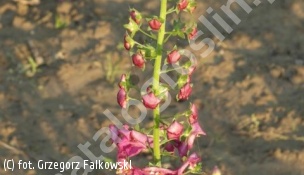 dziewanna fioletowa - Verbascum phoeniceum 