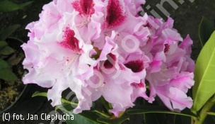 różanecznik ROYAL BUTTERFLY 'Królowa Jadwiga' - Rhododendron ROYAL BUTTERFLY 'Królowa Jadwiga' PBR