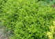 bukszpan drobnolistny 'Faulkner' - Buxus microphylla 'Faulkner' 