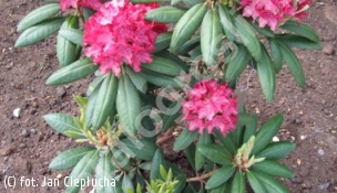 różanecznik ROYAL SCARLET 'Kazimierz Wielki' - Rhododendron ROYAL SCARLET 'Kazimierz Wielki' 