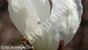 magnolia japońska 'Isis' - Magnolia kobus 'Isis' 