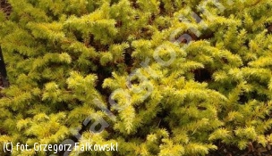 jałowiec nadbrzeżny 'Allgold' - Juniperus conferta 'Allgold' 