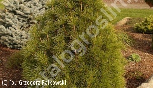 sośnica japońska ‘Grüne Kügel’ - Sciadopitys verticillata 'Grüne Kügel' 