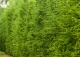 modrzew Marschlinsa 'Grot' - Larix ×marschlinsii 'Grot' 