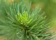 modrzew Marschlinsa 'Grot' - Larix ×marschlinsii 'Grot' 
