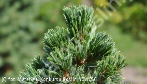 sosna drobnokwiatowa 'Shizukagoten' - Pinus parviflora 'Shizukagoten' 