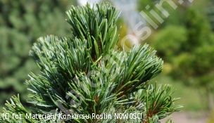 sosna drobnokwiatowa 'Shizukagoten' - Pinus parviflora 'Shizukagoten' 