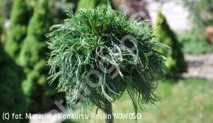 sosna wejmutka 'Green Twist' - Pinus strobus 'Green Twist' 