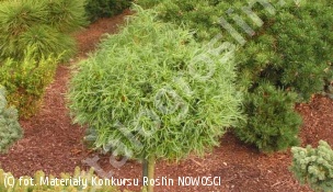 sosna wejmutka 'Green Twist' - Pinus strobus 'Green Twist' 