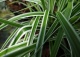 turzyca oszimska Everest 'Fiwhite' - Carex oshimensis  EVEREST 'Fiwhite' PBR