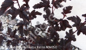 pęcherznica kalinolistna MIDNIGHT 'Jonight' - Physocarpus opulifolius MIDNIGHT 'Jonight' 