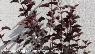 pęcherznica kalinolistna MIDNIGHT 'Jonight' - Physocarpus opulifolius MIDNIGHT 'Jonight' 