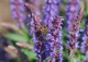 szałwia omszona 'Blue Field' - Salvia nemorosa 'Blue Field' PBR