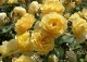róża GRAHAM THOMAS 'Ausmas' - Rosa GRAHAM THOMAS 'Ausmas' 