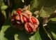 magnolia Soulange'a 'Alexandrina' - Magnolia ×soulangeana 'Alexandrina' 