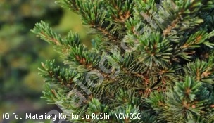 sosna drobnokwiatowa 'Gyok-kasen' - Pinus parviflora 'Gyok-kasen' 