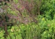 trzcinnik ostrokwiatowy 'Overdam' - Calamagrostis ×acutiflora 'Overdam' 