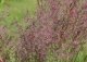 trzcinnik ostrokwiatowy 'Overdam' - Calamagrostis ×acutiflora 'Overdam' 