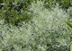 bylica Ludovica 'Silver Queen' - Artemisia ludoviciana 'Silver Queen' 