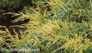 jałowiec Pfitzera 'Blue and Gold' - Juniperus ×pfitzeriana 'Blue and Gold' 