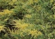 jałowiec Pfitzera 'Blue and Gold' - Juniperus ×pfitzeriana 'Blue and Gold' 
