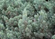 sosna pospolita 'Watereri' - Pinus sylvestris 'Watereri' 