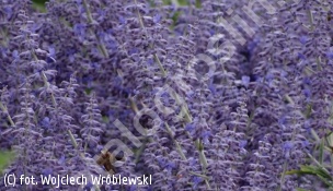 perowskia łobodolistna LACEY BLUE 'Lisslitt' - Perovskia atriplicifolia LACEY BLUE 'Lisslitt' PBR
