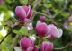 magnolia Soulange'a 'Lennei' - Magnolia ×soulangeana 'Lennei' 