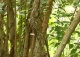 kolkwicja chińska - Kolkwitzia amabilis 