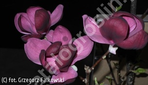 magnolia 'Genie' - Magnolia 'Genie' PBR