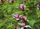 magnolia purpurowa 'Nigra' - Magnolia liliiflora 'Nigra' 