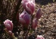 magnolia 'Satisfaction' - Magnolia ×soulangeana 'Satisfaction' 